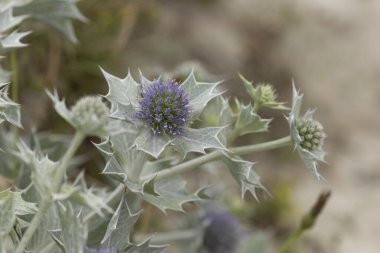 Mavi devedikeni, Fransa, Brittany 'de kumlu bir sahilde Eryngium maritinum amblemi.