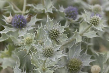 Mavi devedikeni, Fransa, Brittany 'de kumlu bir sahilde Eryngium maritinum amblemi.