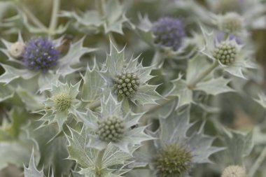 Mavi devedikeni, Fransa, Brittany 'de kumlu bir sahilde Eryngium maritinum amblemi.