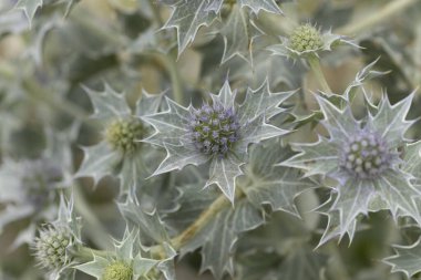 Mavi devedikeni, Fransa, Brittany 'de kumlu bir sahilde Eryngium maritinum amblemi.