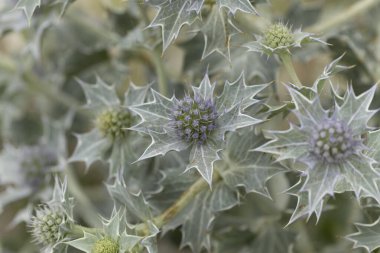 Mavi devedikeni, Fransa, Brittany 'de kumlu bir sahilde Eryngium maritinum amblemi.