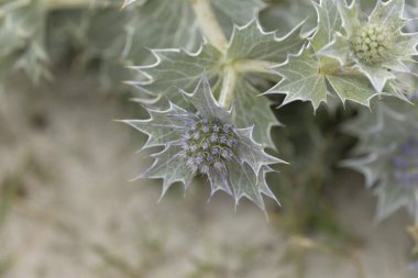 Mavi devedikeni, Fransa, Brittany 'de kumlu bir sahilde Eryngium maritinum amblemi.