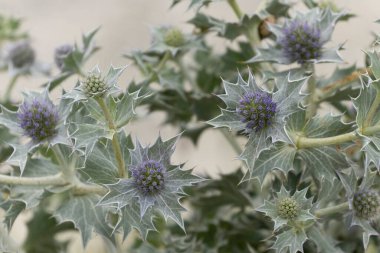 Mavi devedikeni, Fransa, Brittany 'de kumlu bir sahilde Eryngium maritinum amblemi.