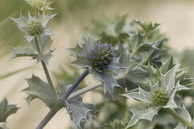 Mavi devedikeni, Fransa, Brittany 'de kumlu bir sahilde Eryngium maritinum amblemi.