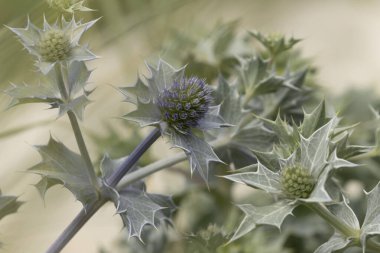 Mavi devedikeni, Fransa, Brittany 'de kumlu bir sahilde Eryngium maritinum amblemi.