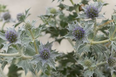 Mavi devedikeni, Fransa, Brittany 'de kumlu bir sahilde Eryngium maritinum amblemi.