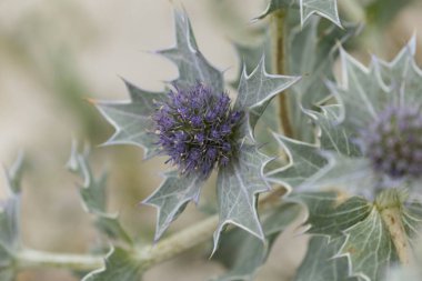 Mavi devedikeni, Fransa, Brittany 'de kumlu bir sahilde Eryngium maritinum amblemi.