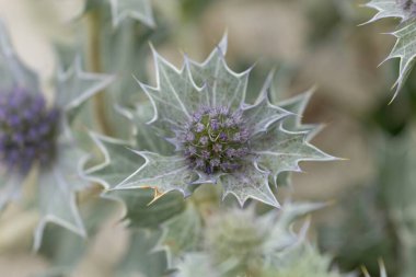 Mavi devedikeni, Fransa, Brittany 'de kumlu bir sahilde Eryngium maritinum amblemi.