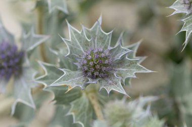 Mavi devedikeni, Fransa, Brittany 'de kumlu bir sahilde Eryngium maritinum amblemi.