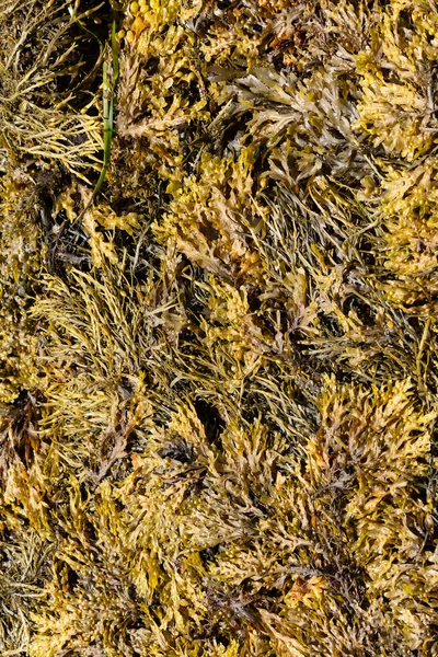 Algas Una Playa Bretaña — Foto de Stock
