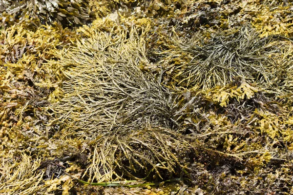 Algas Marinhas Uma Praia Bretanha — Fotografia de Stock