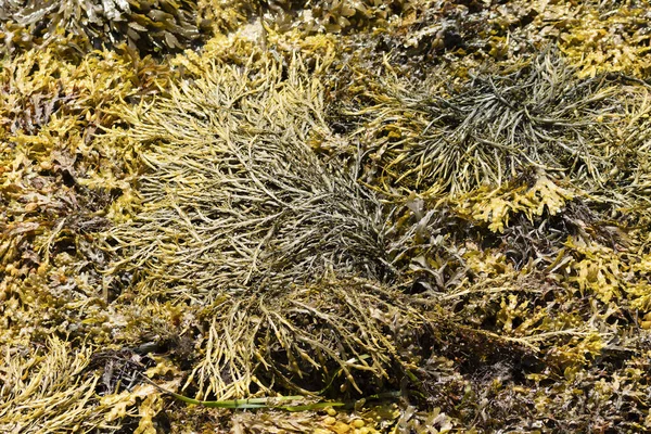 Algas Marinhas Uma Praia Bretanha — Fotografia de Stock