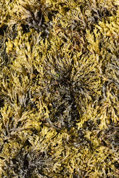 Algas Una Playa Bretaña —  Fotos de Stock