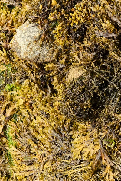 Algues Sur Une Plage Bretonne — Photo
