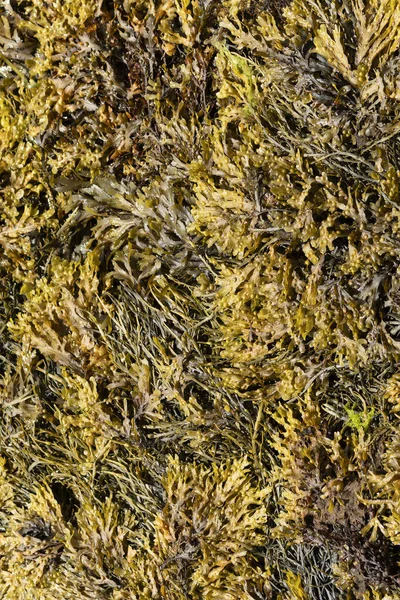 Seaweed Brittany Beach — Stock Photo, Image