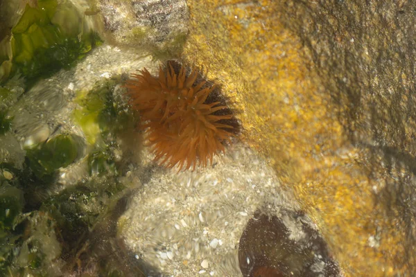 布列塔尼海滩上岩石上的海葵 — 图库照片