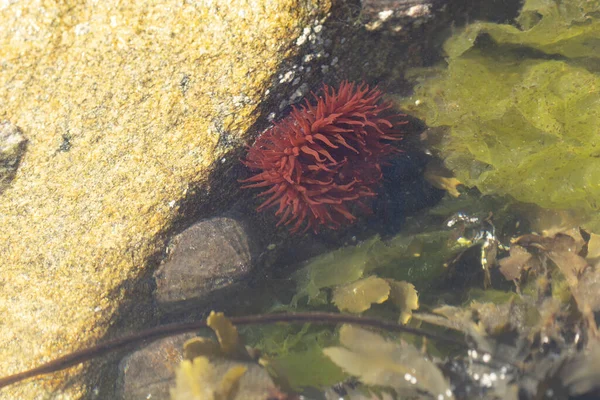Brittany 'de bir plajda kayalıklarda deniz şakayığı