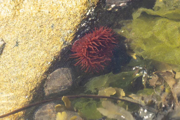 Brittany 'de bir plajda kayalıklarda deniz şakayığı