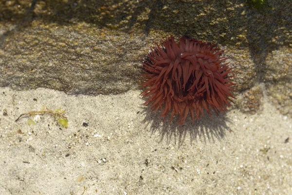 Stock image actinia sea anemone on rocks on a beach in Brittany