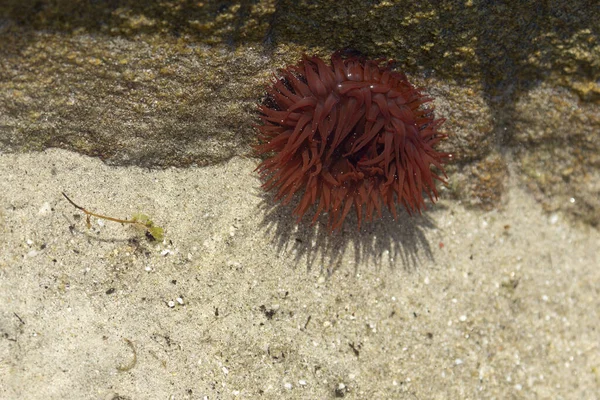 Brittany 'de bir plajda kayalıklarda deniz şakayığı