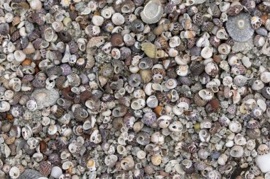 Brittany sahilinde bir yığın kabuklu deniz hayvanı.