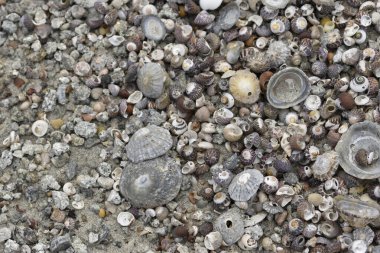 Brittany sahilinde bir yığın kabuklu deniz hayvanı.