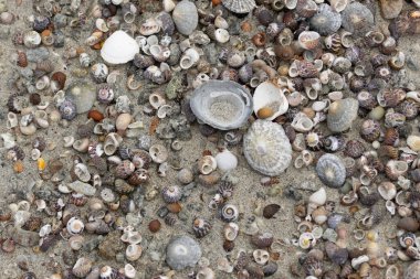 Brittany sahilinde bir yığın kabuklu deniz hayvanı.