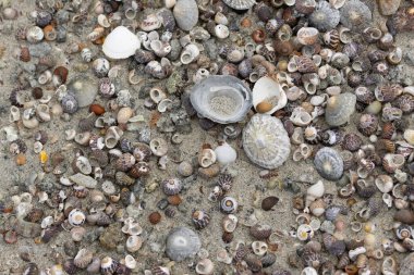 Brittany sahilinde bir yığın kabuklu deniz hayvanı.