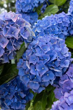 Ortanca çiçekleri, Britanya 'nın sembollerinden biri.