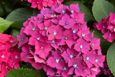 Ortanca çiçekleri, Britanya 'nın sembollerinden biri.