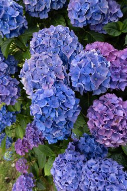 Ortanca çiçekleri, Britanya 'nın sembollerinden biri.