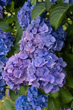 Ortanca çiçekleri, Britanya 'nın sembollerinden biri.