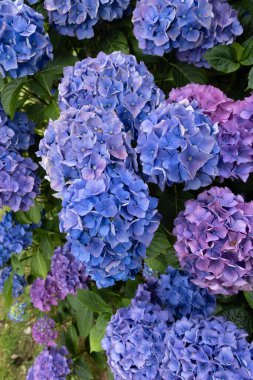 Ortanca çiçekleri, Britanya 'nın sembollerinden biri.