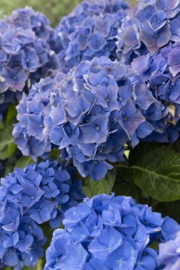 Ortanca çiçekleri, Britanya 'nın sembollerinden biri.