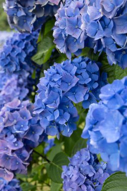 Ortanca çiçekleri, Britanya 'nın sembollerinden biri.