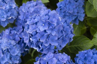 Ortanca çiçekleri, Britanya 'nın sembollerinden biri.