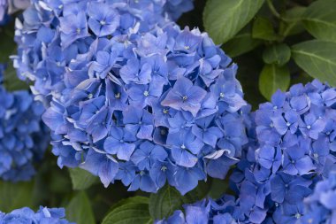 Ortanca çiçekleri, Britanya 'nın sembollerinden biri.