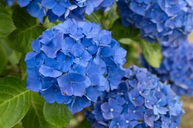 Ortanca çiçekleri, Britanya 'nın sembollerinden biri.