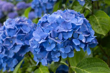 Ortanca çiçekleri, Britanya 'nın sembollerinden biri.