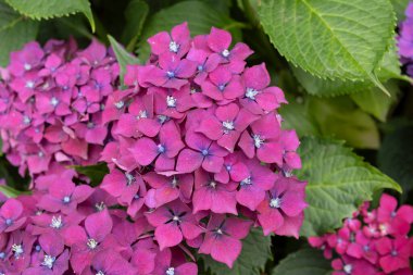 Ortanca çiçekleri, Britanya 'nın sembollerinden biri.