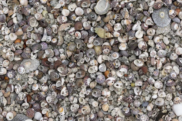 布列塔尼海滩上成堆的贝类动物 — 图库照片