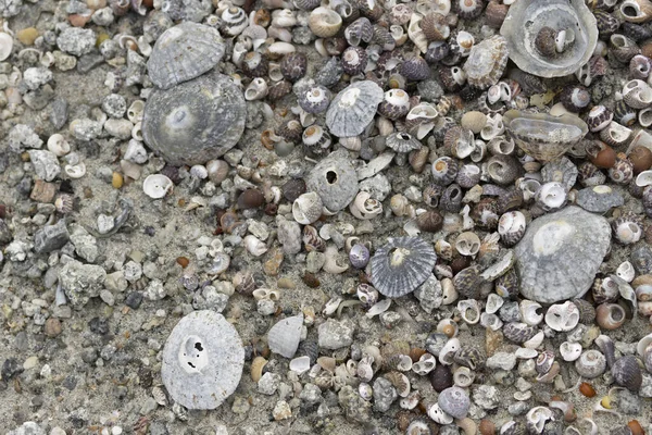 布列塔尼海滩上成堆的贝类动物 — 图库照片