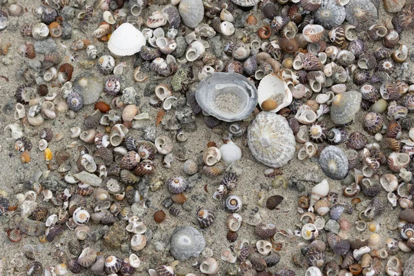 Палички Молюсків Пляжі Бретані — стокове фото