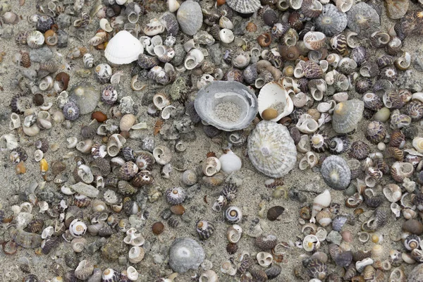 Heaps Shellfish Beach Brittany — Stock Photo, Image