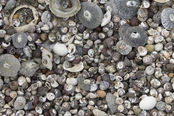 Палички Молюсків Пляжі Бретані — стокове фото