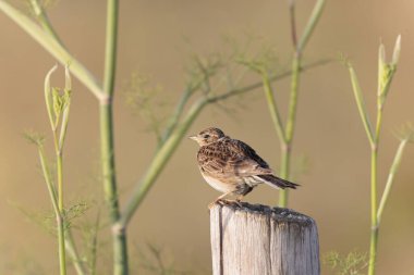 Skylark Alauda arvensis Bretagne, Fransa 'da