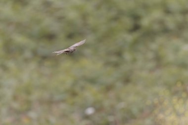 Skylark Alauda arvensis Bretagne, Fransa 'da
