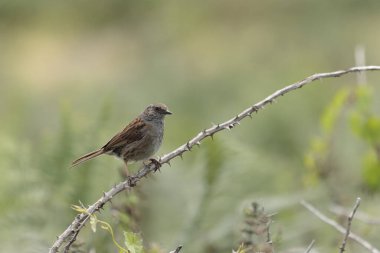 Dunnock Prunella modülü erkek sabah ışığında şarkı söylüyor.