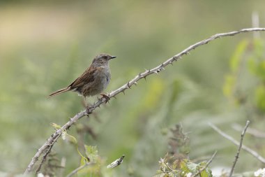 Dunnock Prunella modülü erkek sabah ışığında şarkı söylüyor.