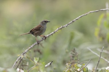 Dunnock Prunella modülü erkek sabah ışığında şarkı söylüyor.